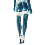 Stockings - Tights - Suspenders